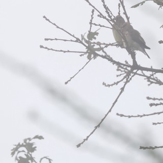 Solitary Bird Perched on Bare Winter Branch