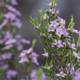 Springtime Symphony