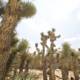 Desert Cactus Oasis