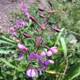 Purple Geranium in the Grass
