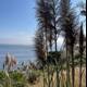 Serene Pampas Grasses By The Ocean