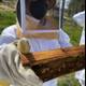 Beekeeper in Action