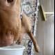 Refreshing Beverage Break for Canine Companion