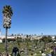 Palm Trees and Cityscape at Mission Dolores Park