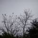 A Flock of Blackbirds in Silhouette