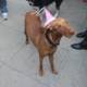 Birthday Pup on the Sidewalk