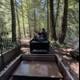 Journey Through the Redwood Grove