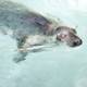 Serene Seal in the Swimming Pool