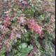 Nature's Palette in Cambria