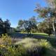Scenic View of Golf Course and Trees at Ojai Valley Inn