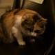 Calico Cat Relaxing on a Black Armchair