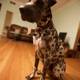 A Dog's Best Friend - Hardwood Flooring