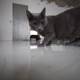 Gray Cat Takes a Stroll on Hardwood Floors