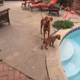 Poolside Pups