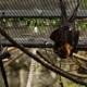 Bat Duo at Oakland Zoo