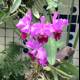 Stunning Purple Orchid in the Garden