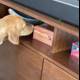 Inquisitive Dog Explores Stained Hardwood Sideboard