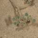Resilience in the Sands