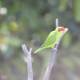 Emerald Feathered Parakeet