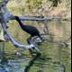 Cormorant Perched in Stow Lake