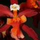Vivid Red and Orange Orchid