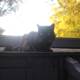 Black Cat on Altadena Rooftops
