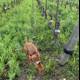 Canine Adventures in the Vineyard
