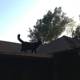 Majestic Black Cat on a Tile Roof