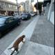 The Urban Dog Walk
