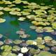 The Serenity of Water Lilies