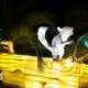 Enchanted Glow: Squirrel of the Oakland Zoo