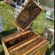 Beekeeping in Carmel, California