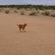 Golden Retriever enjoying a game of frisbee in the desert