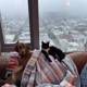 City Comforts: A Canine and Feline Duo on the Couch