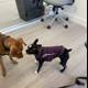 Canine Playtime in the Office
