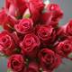 A Stunning Bouquet of 12 Red Roses