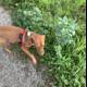 Herbal Hound