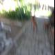Blurry Canine on Path