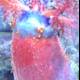 Colorful Sea Slug