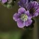 Majestic Purple Geraniums