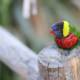A Beautiful Parakeet Perches on a Wooden Post