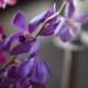 Pristine Purple Orchids