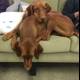Two Dogs Cuddling on a Cozy Couch