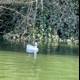 Majestic Swan in Stow Lake