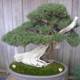 A Majestic Bonsai Tree in a Potted Paradise
