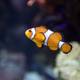 Colorful Clownfish in Aquarium