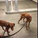 Two Canine Companions Take a Walk