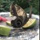 Butterfly Snacking on Watermelon