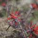 Red Geranium Blossom with Dark Petals in the Desert