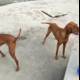 Two Canine Companions on the Ridgeback
